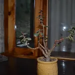 Freebird Nest Retreat